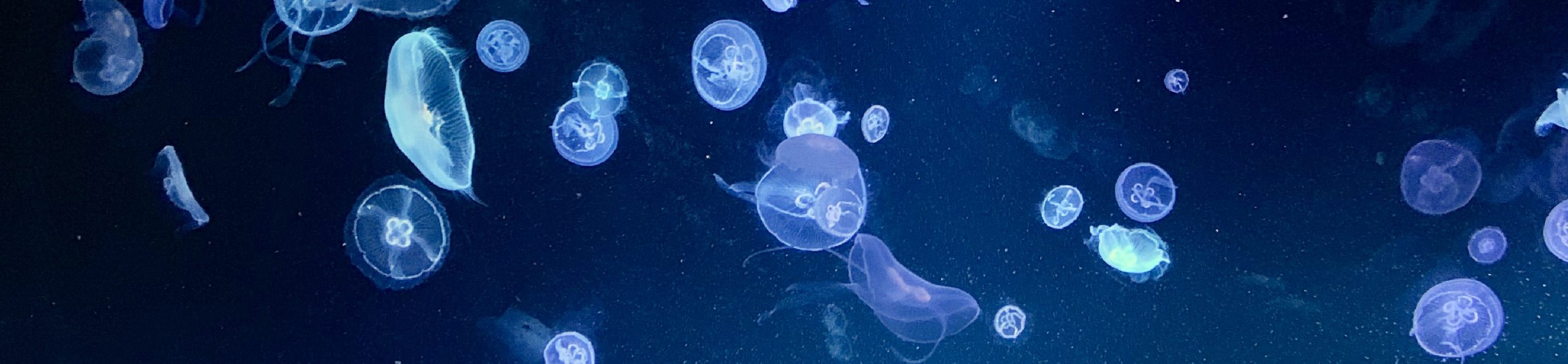 Piqûre de méduse : que faire ?